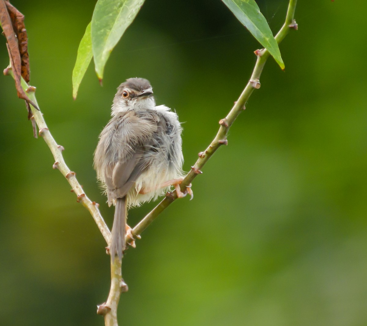 Tawny-flanked Prinia - ML650125569