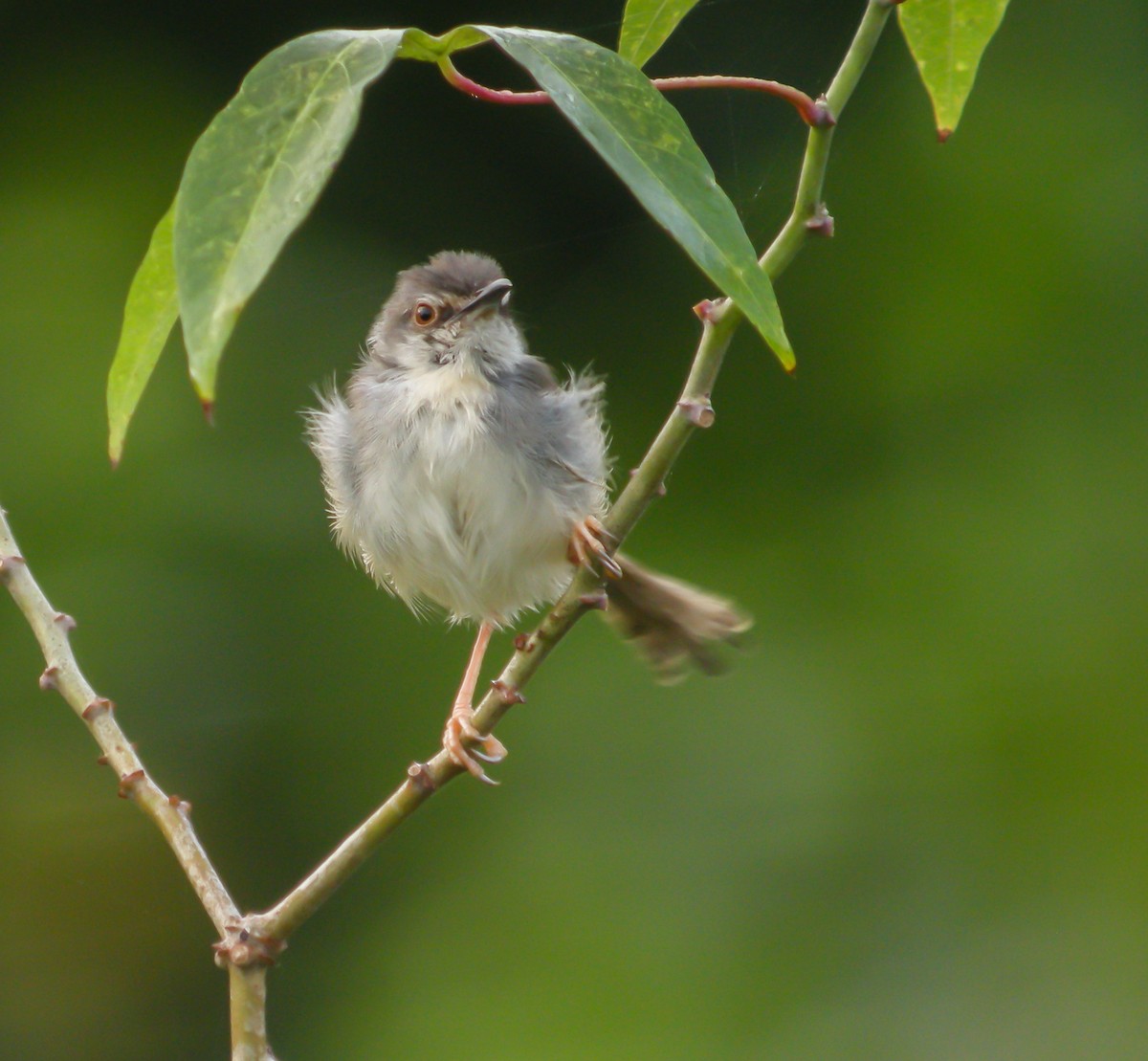 Tawny-flanked Prinia - ML650125570