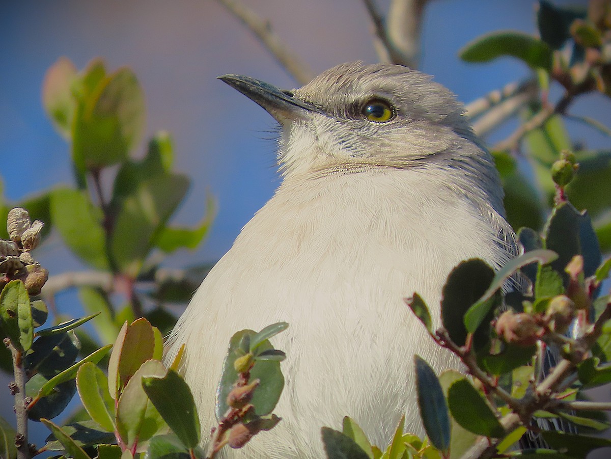 マネシツグミ - ML650125573
