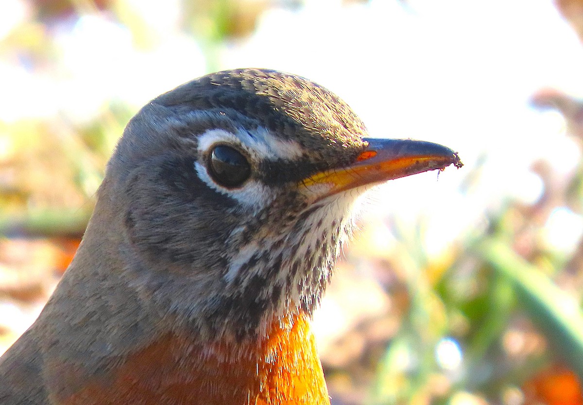 コマツグミ - ML650125590