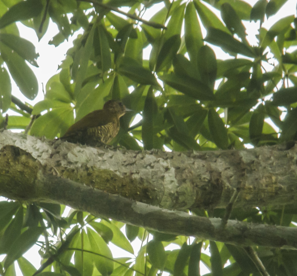 Green-backed Woodpecker - ML650125591