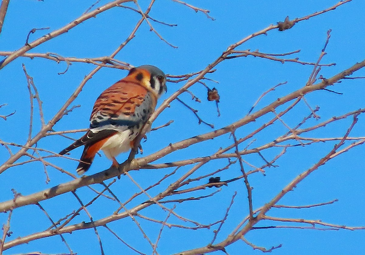 アメリカチョウゲンボウ - ML650125599
