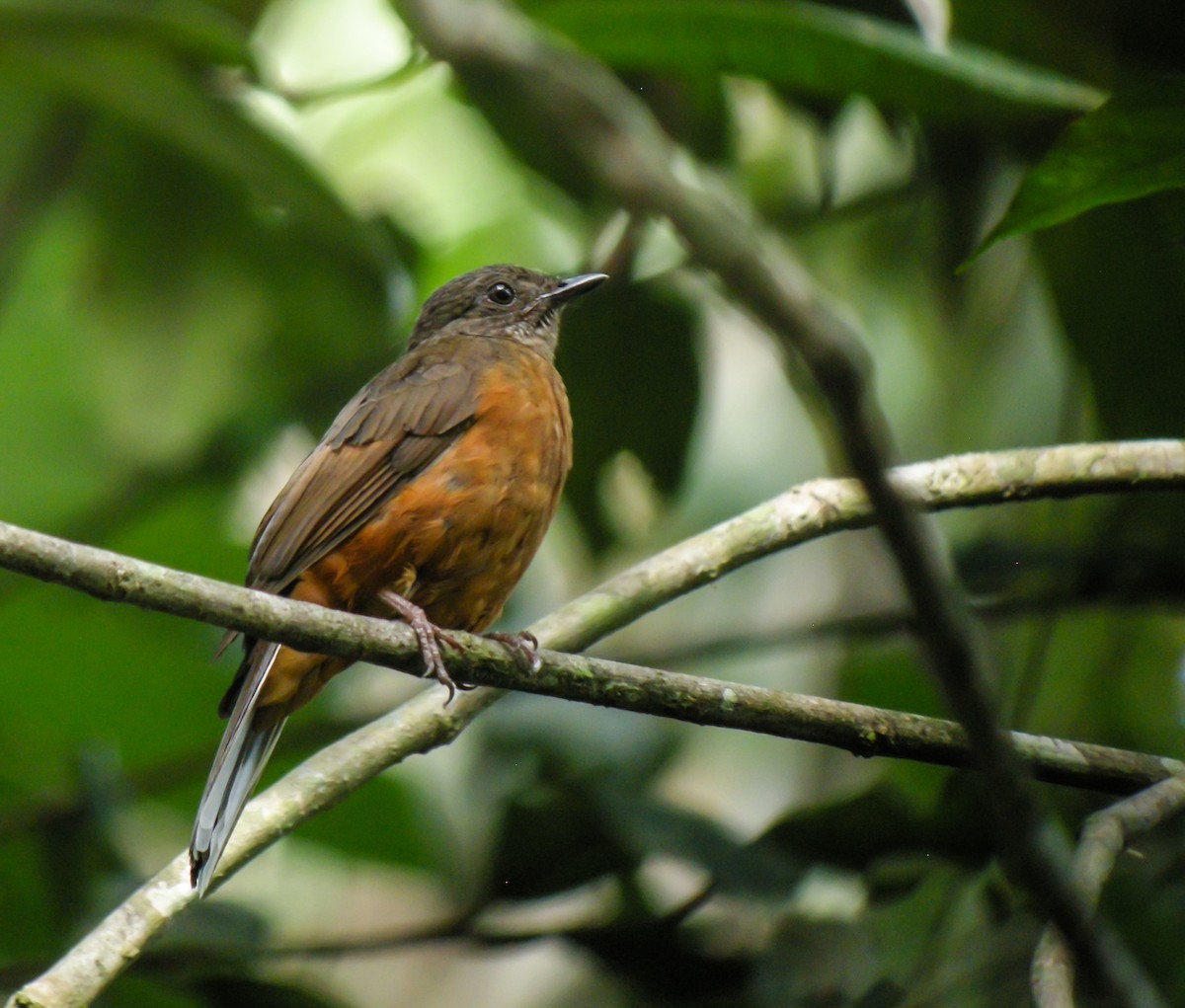 Finsch's Flycatcher-Thrush - ML650125601