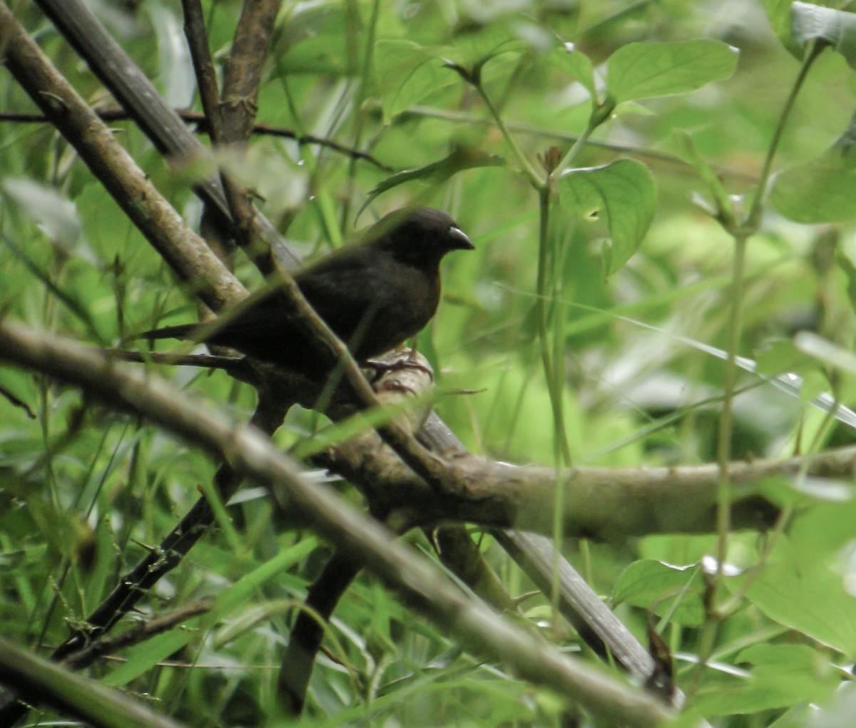 Chestnut-breasted Nigrita - ML650125606