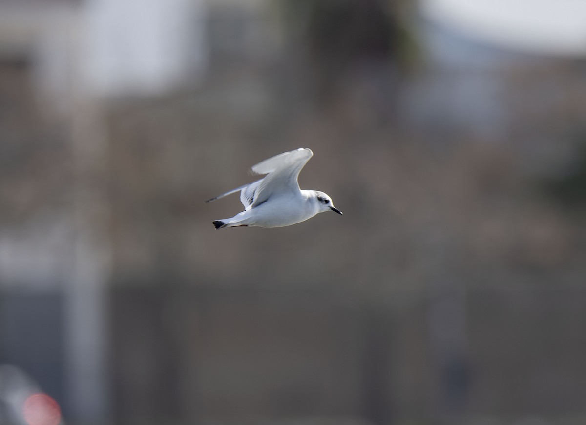 Little Gull - ML650125607