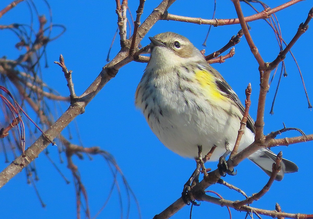 キヅタアメリカムシクイ - ML650125616