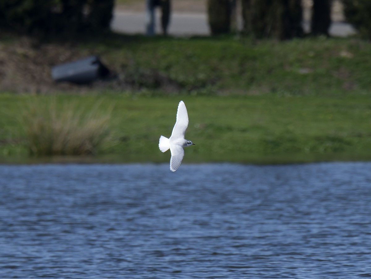Little Gull - ML650125618