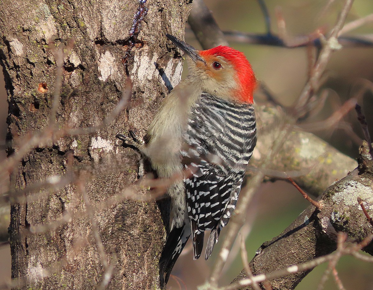 シマセゲラ - ML650125669