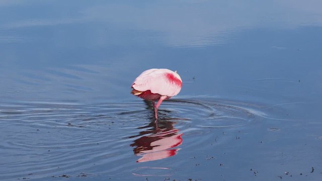 Roseate Spoonbill - ML650125846