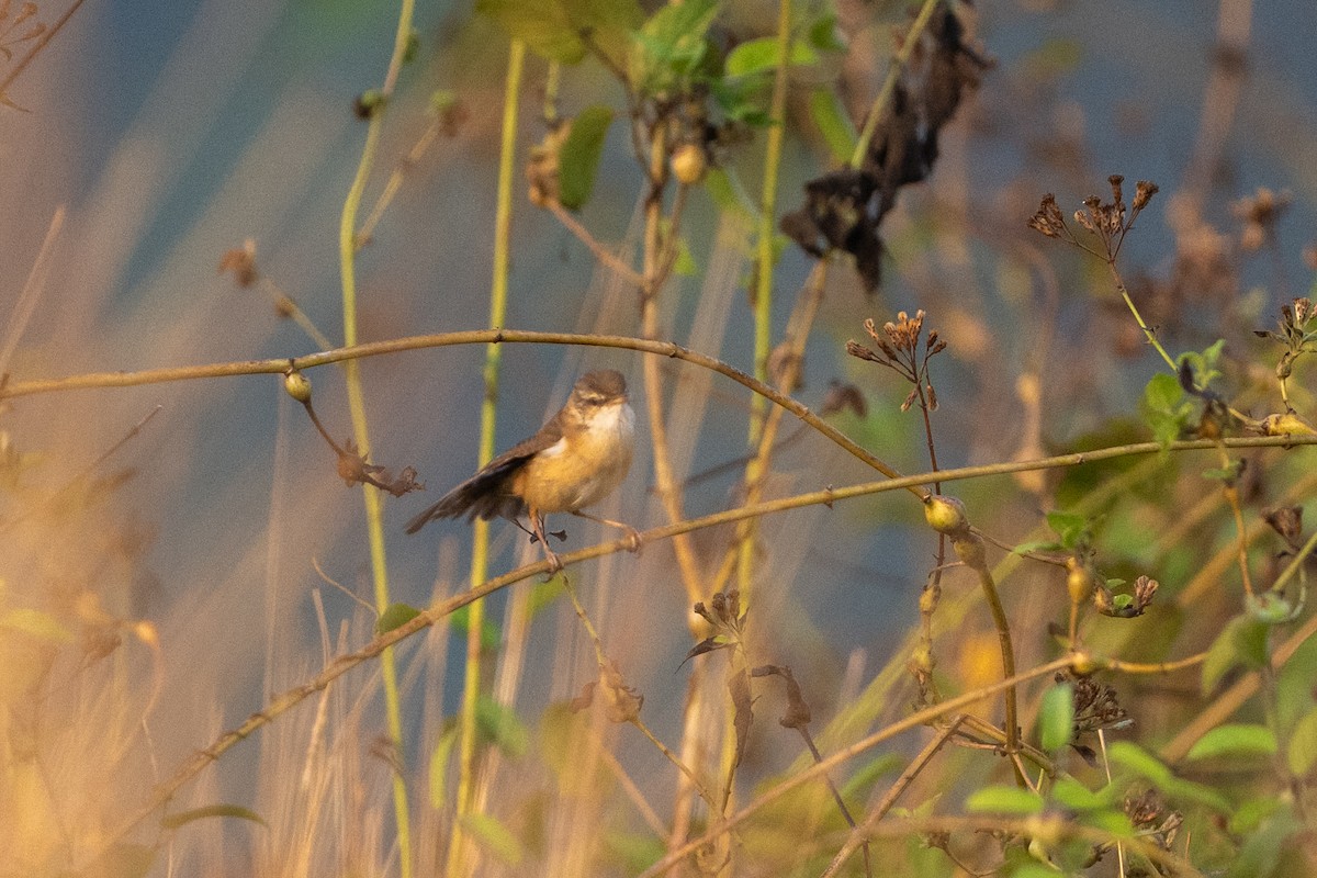 Feldrohrsänger - ML650126461