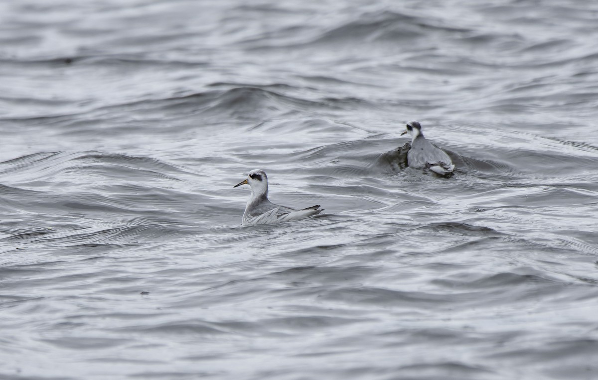 Red Phalarope - ML650126475