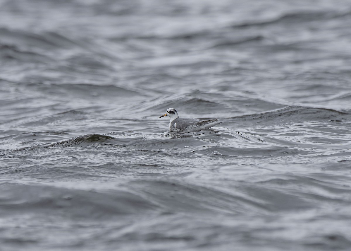 Red Phalarope - ML650126490