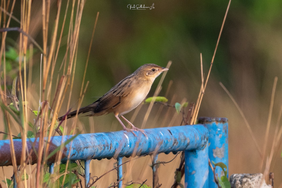 Borstenbuschsänger - ML650126498