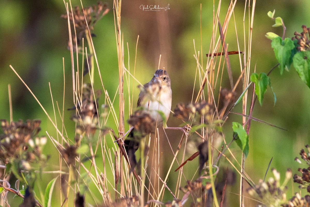 Borstenbuschsänger - ML650126499