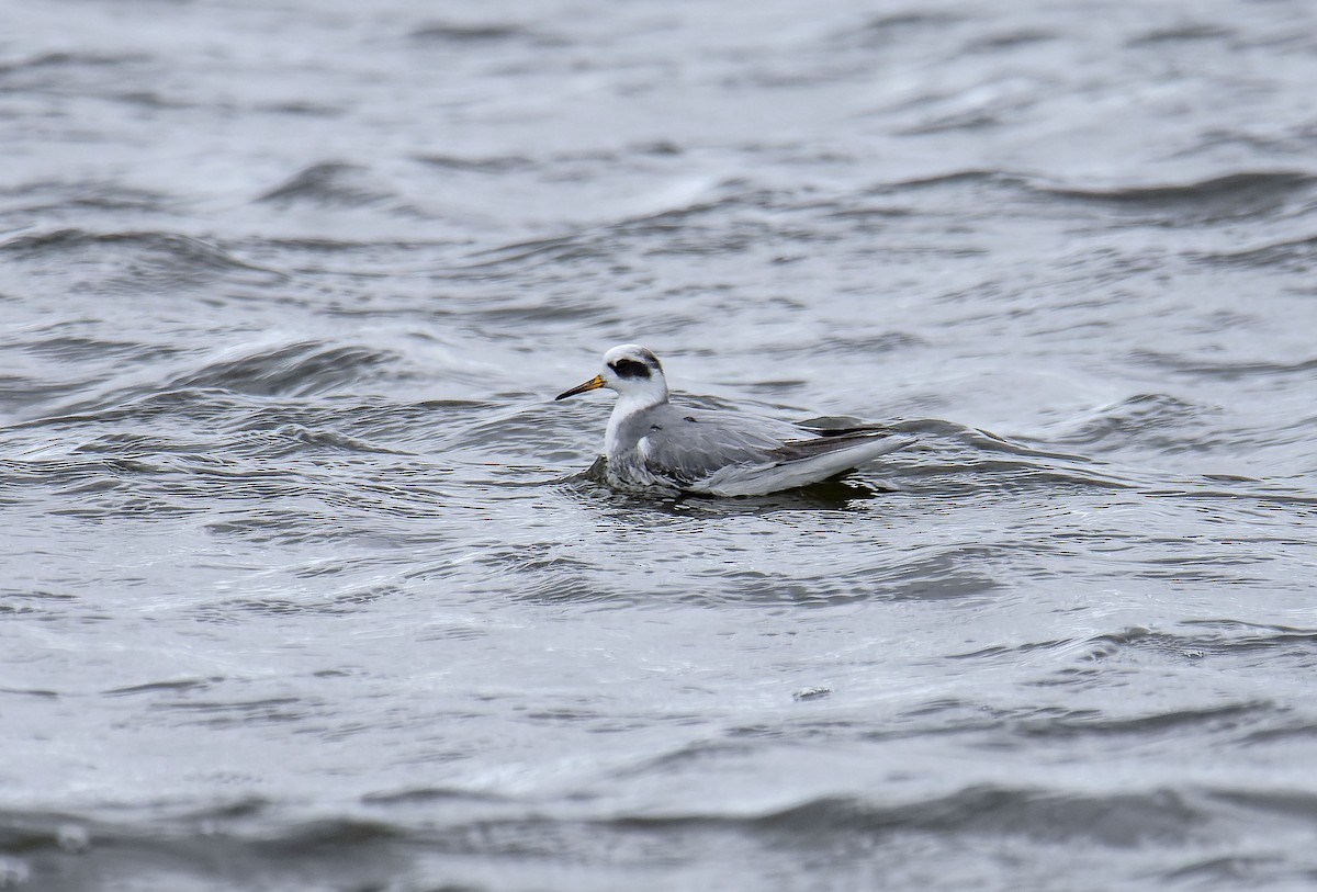 Red Phalarope - ML650126509