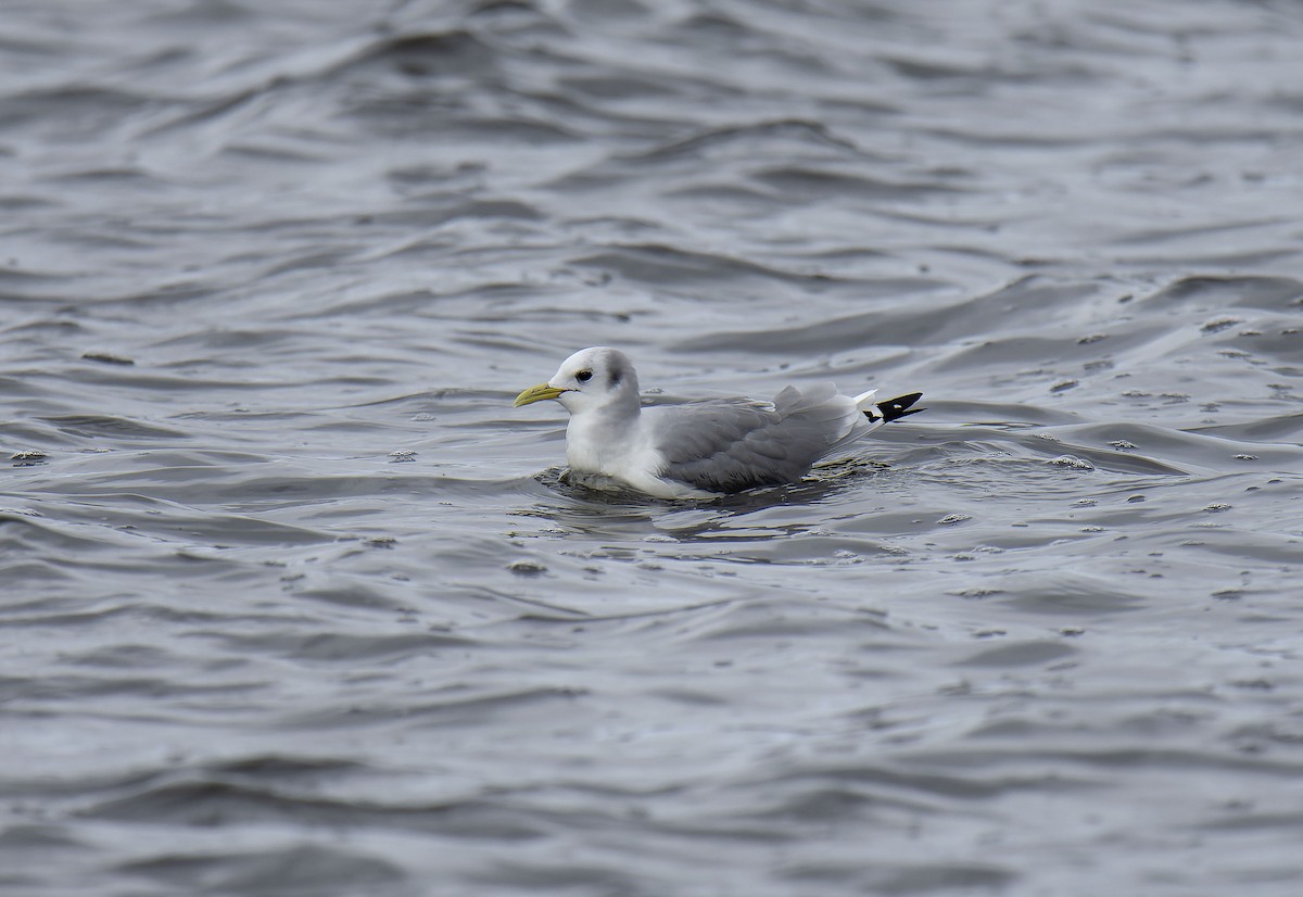 Black-legged Kittiwake - ML650126520