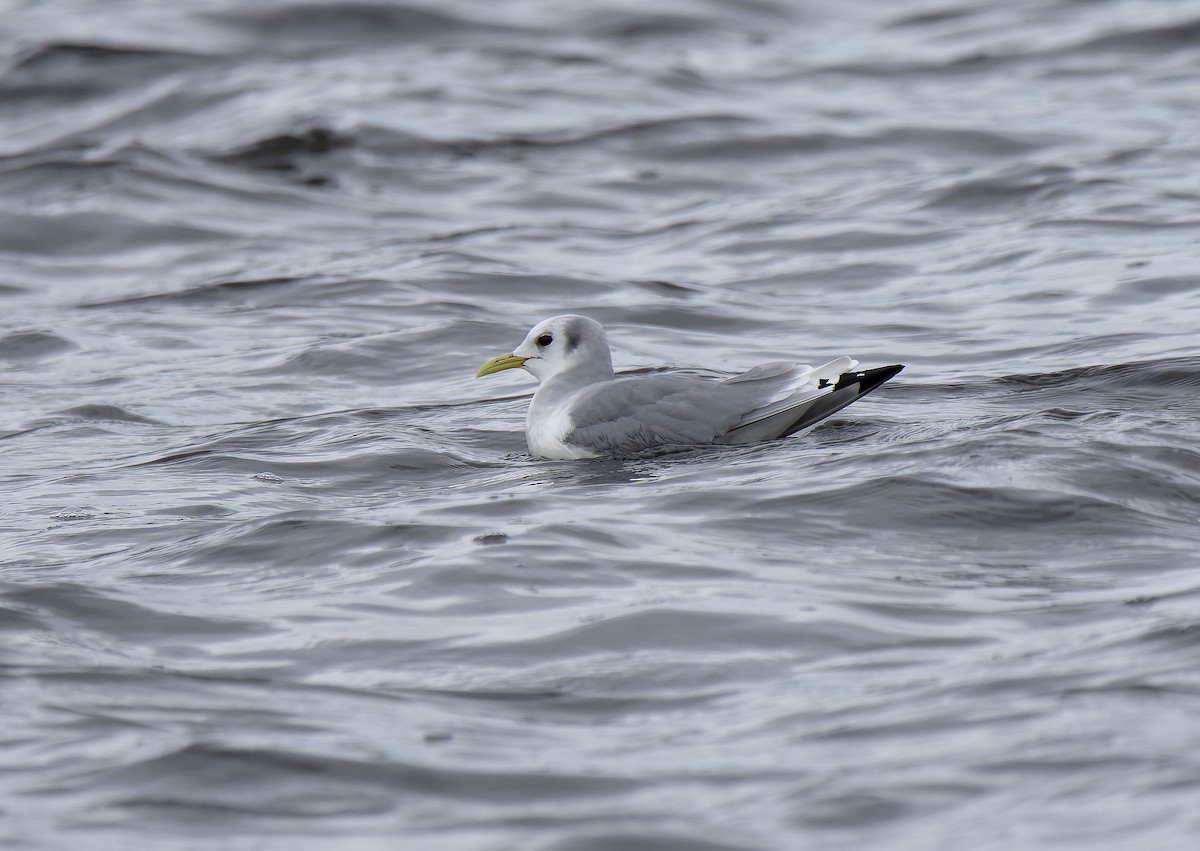 Black-legged Kittiwake - ML650126521