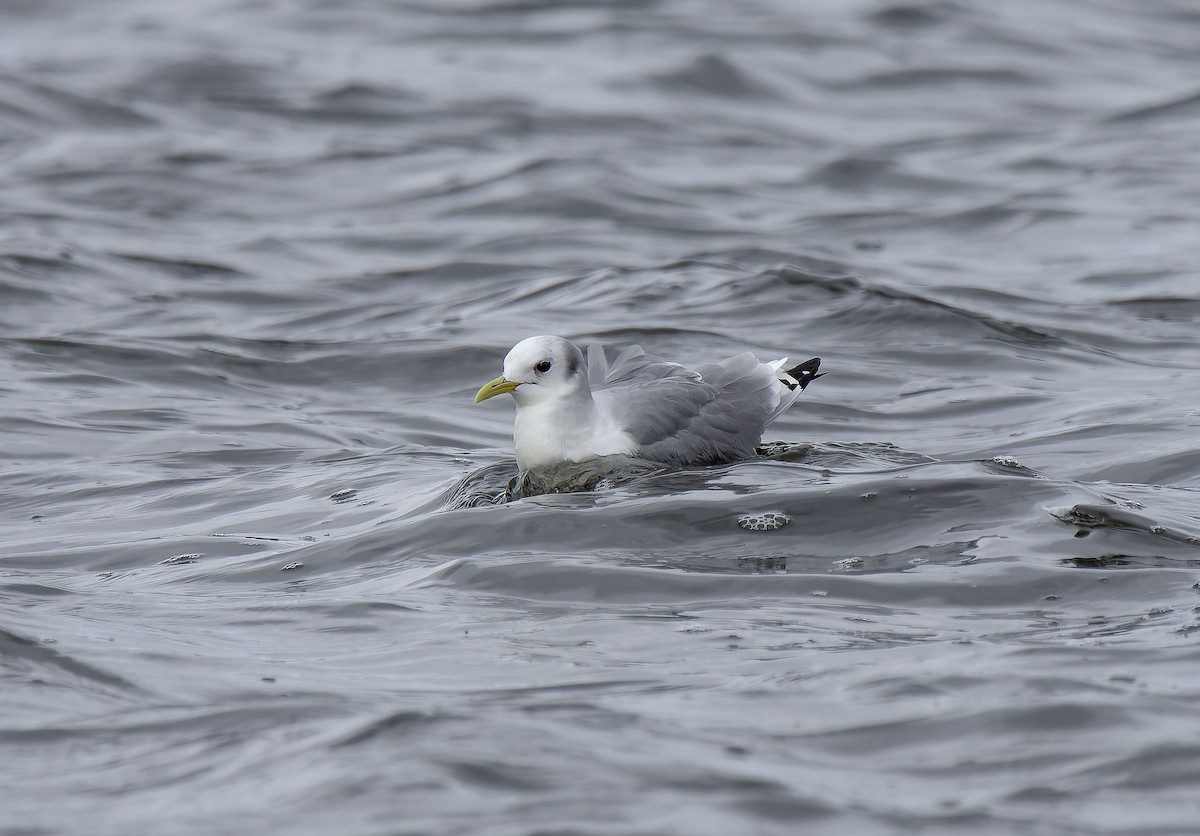 Black-legged Kittiwake - ML650126522