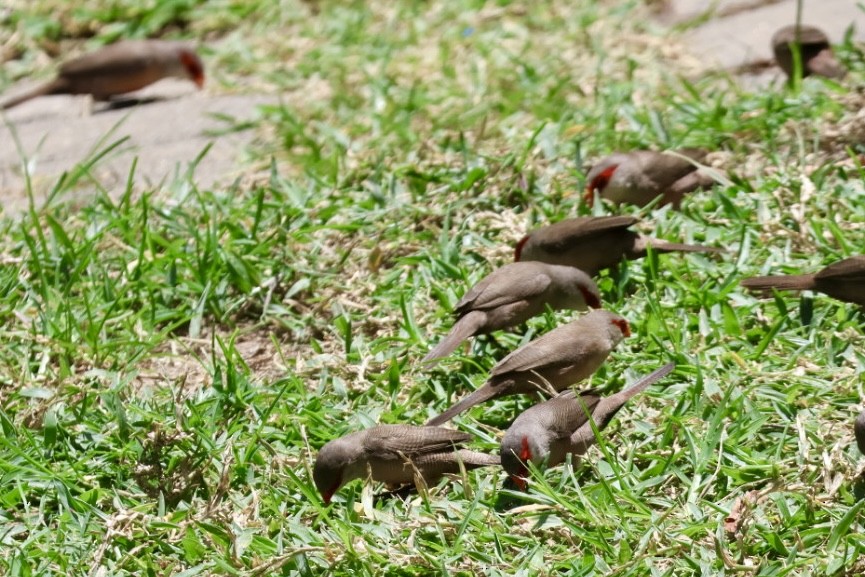 Astrild ondulé - ML650126542