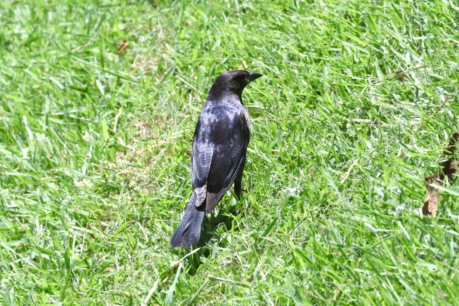 Vacher luisant - ML650126559