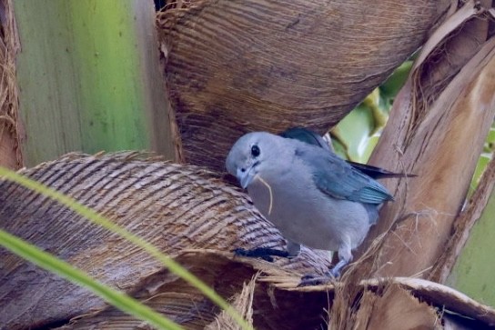 Tangara sayaca - ML650126599