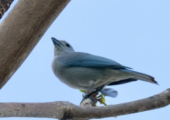 Tangara sayaca - ML650126601