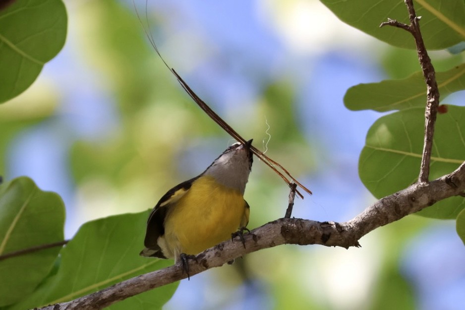 Sucrier à ventre jaune - ML650126633