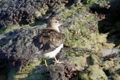 Chevalier grivelé - ML650126659