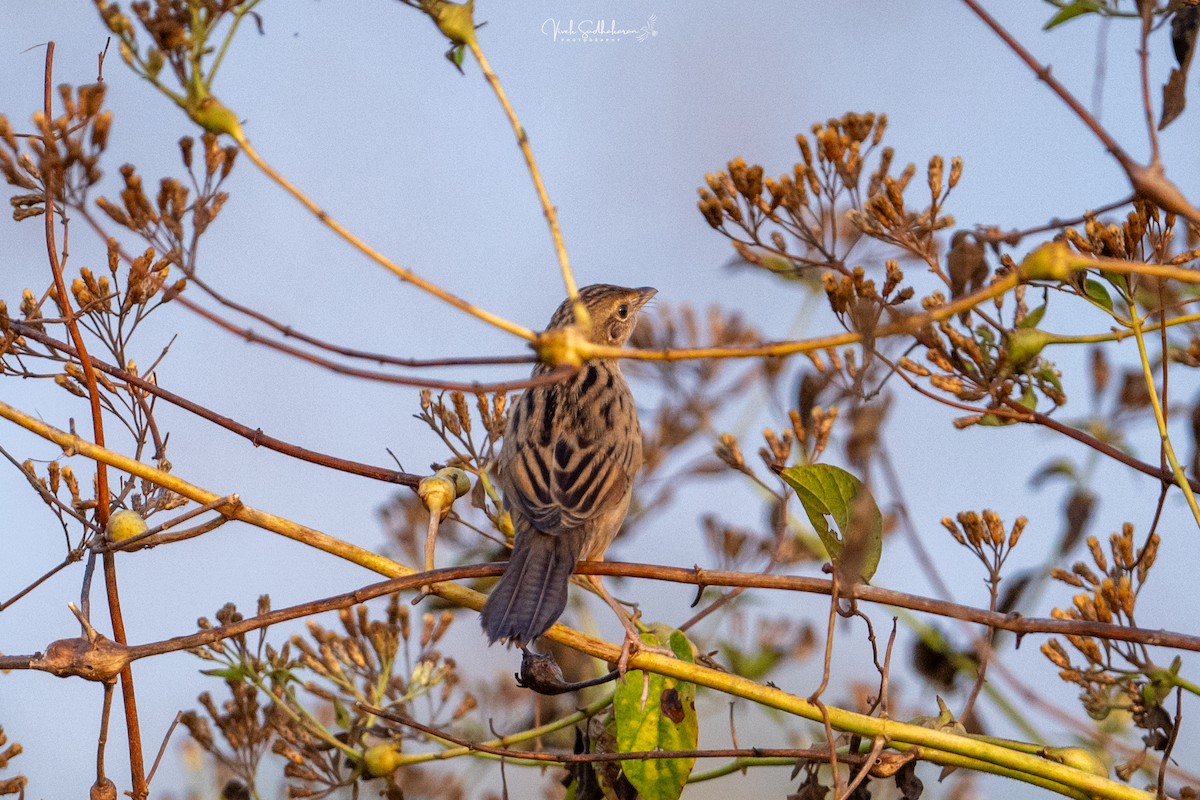 Borstenbuschsänger - ML650126684