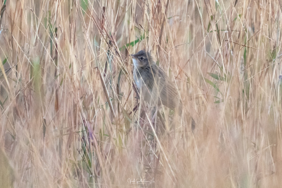 Borstenbuschsänger - ML650126685