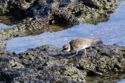 Pluvier semipalmé - ML650126701