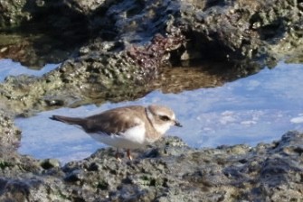 Pluvier semipalmé - ML650126702