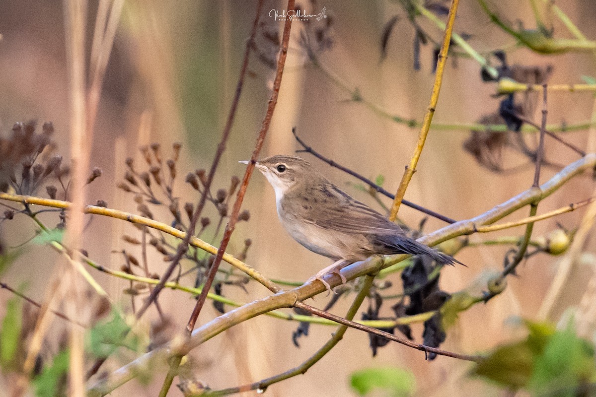 Feldschwirl - ML650126793