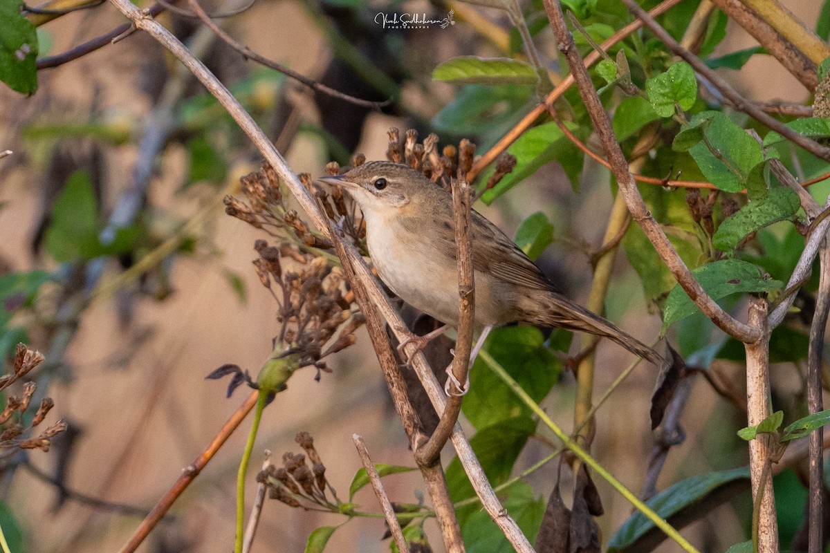 Feldschwirl - ML650126794