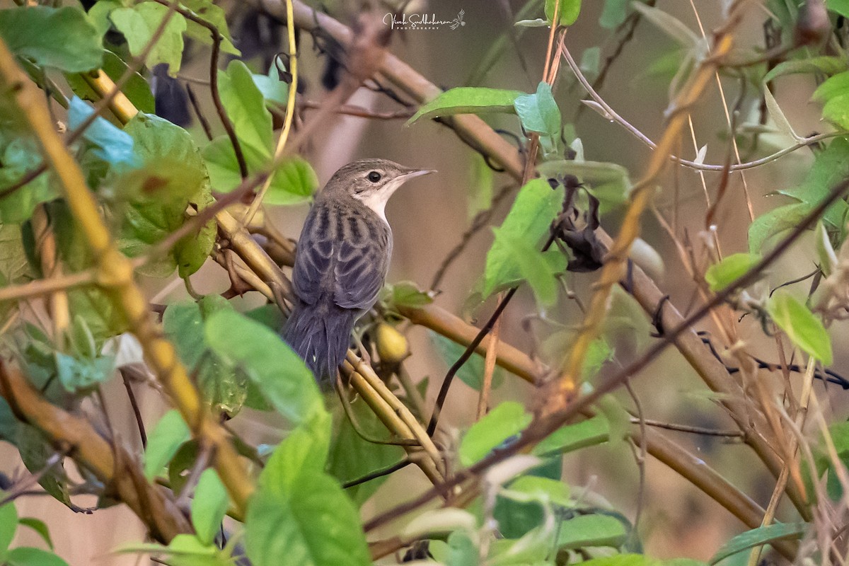 Feldschwirl - ML650126795