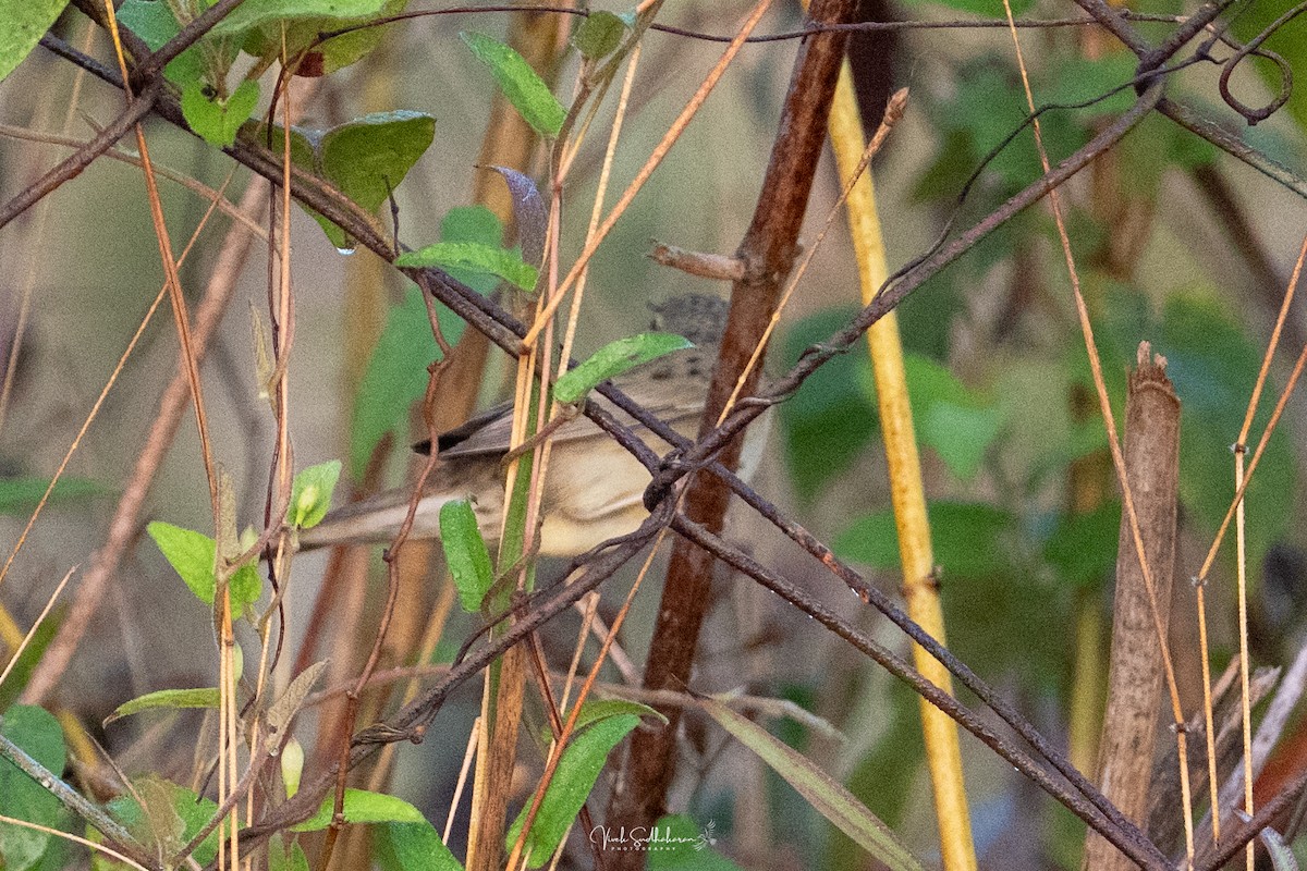 Feldschwirl - ML650126796