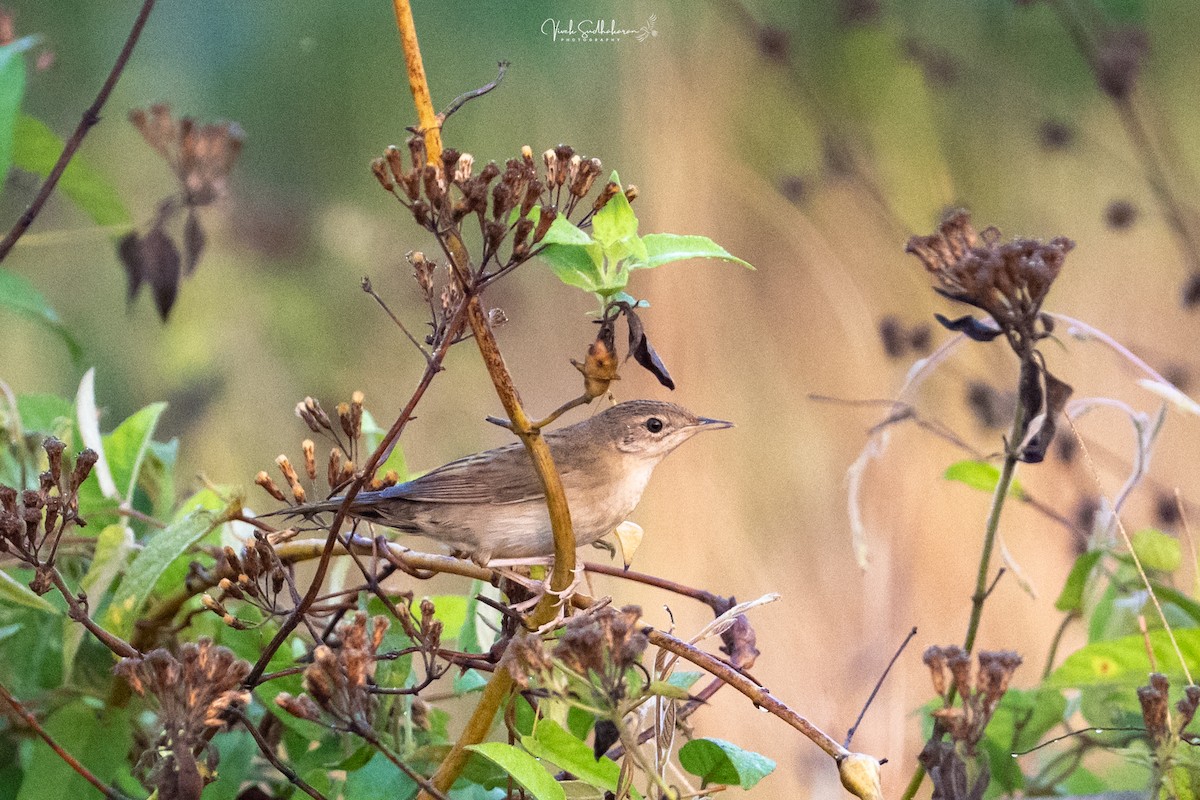 Feldschwirl - ML650126797