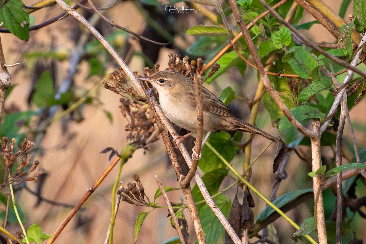 Feldschwirl - ML650126799