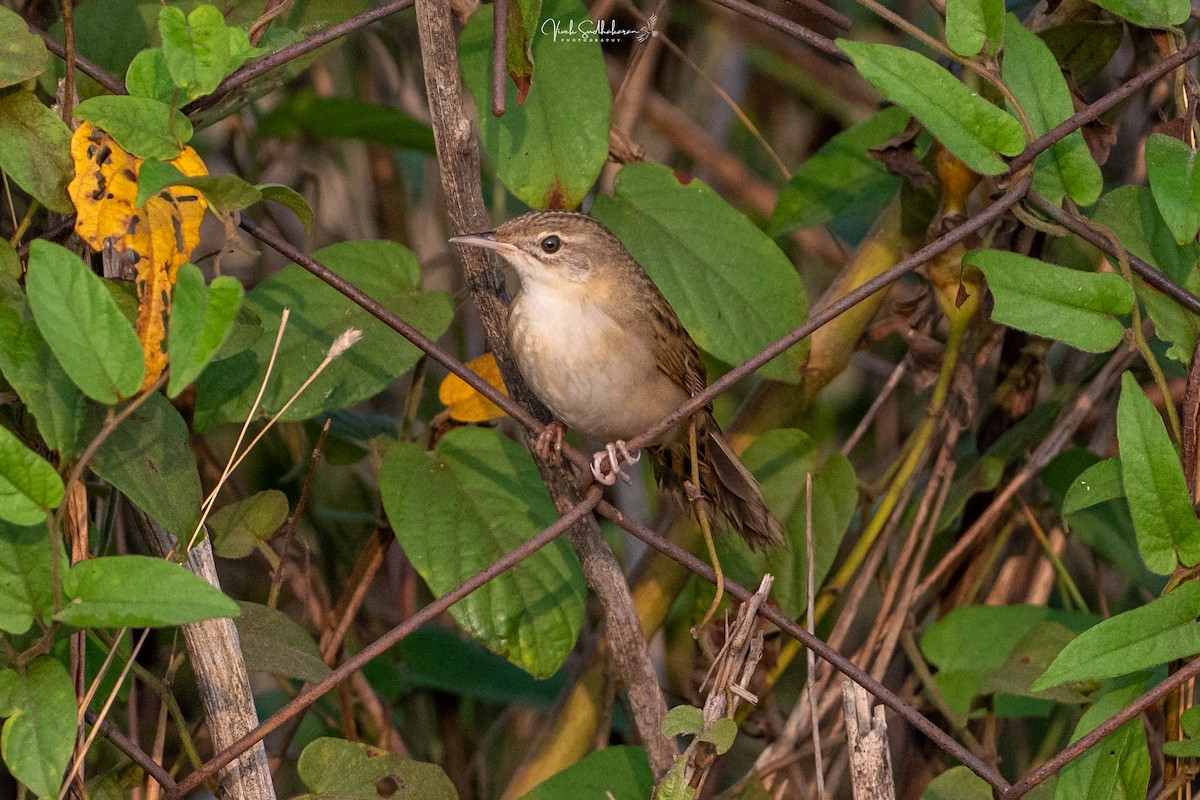 Feldschwirl - ML650126800