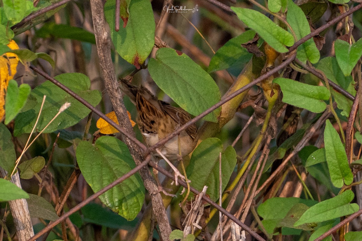 Feldschwirl - ML650126801