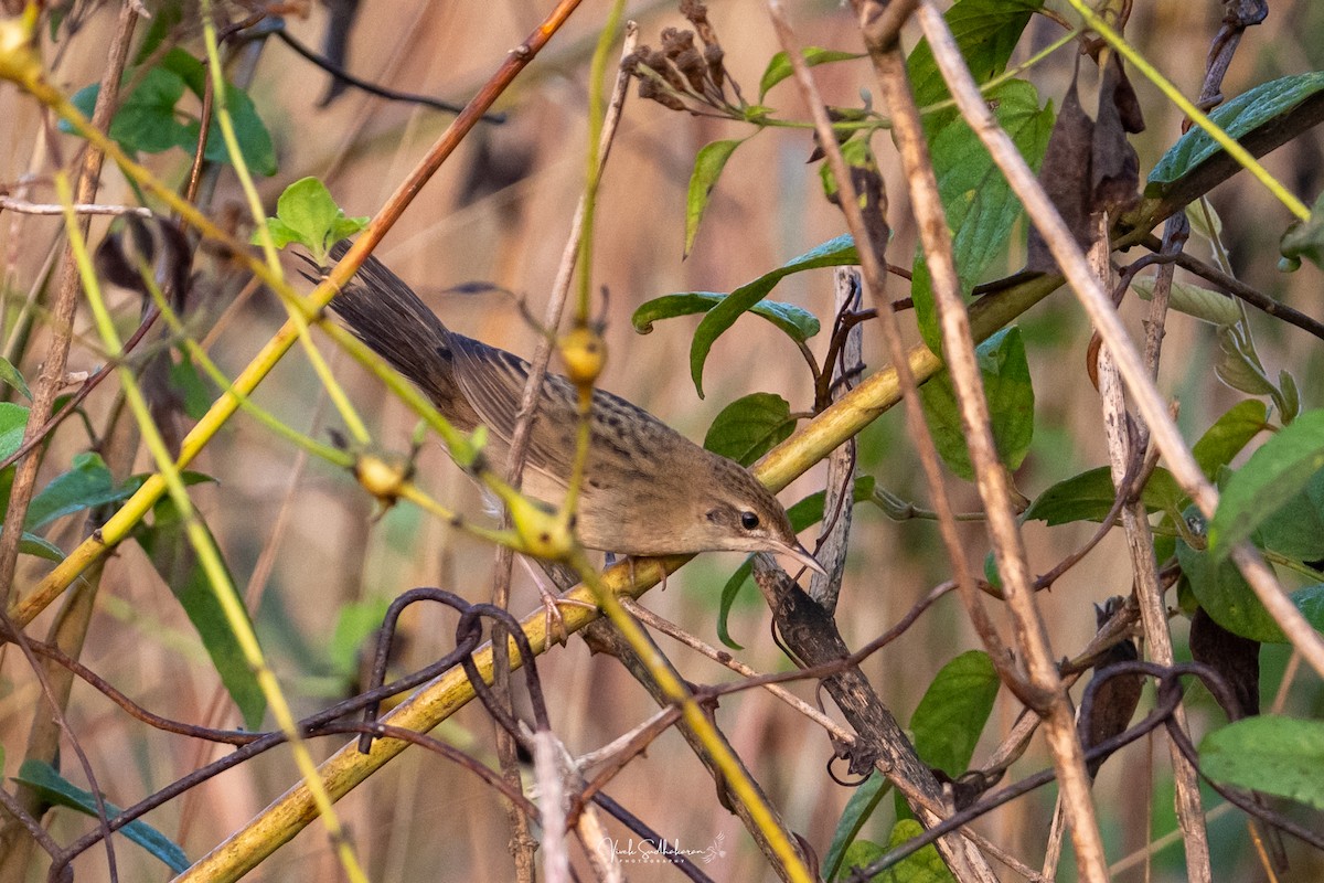 Feldschwirl - ML650126802