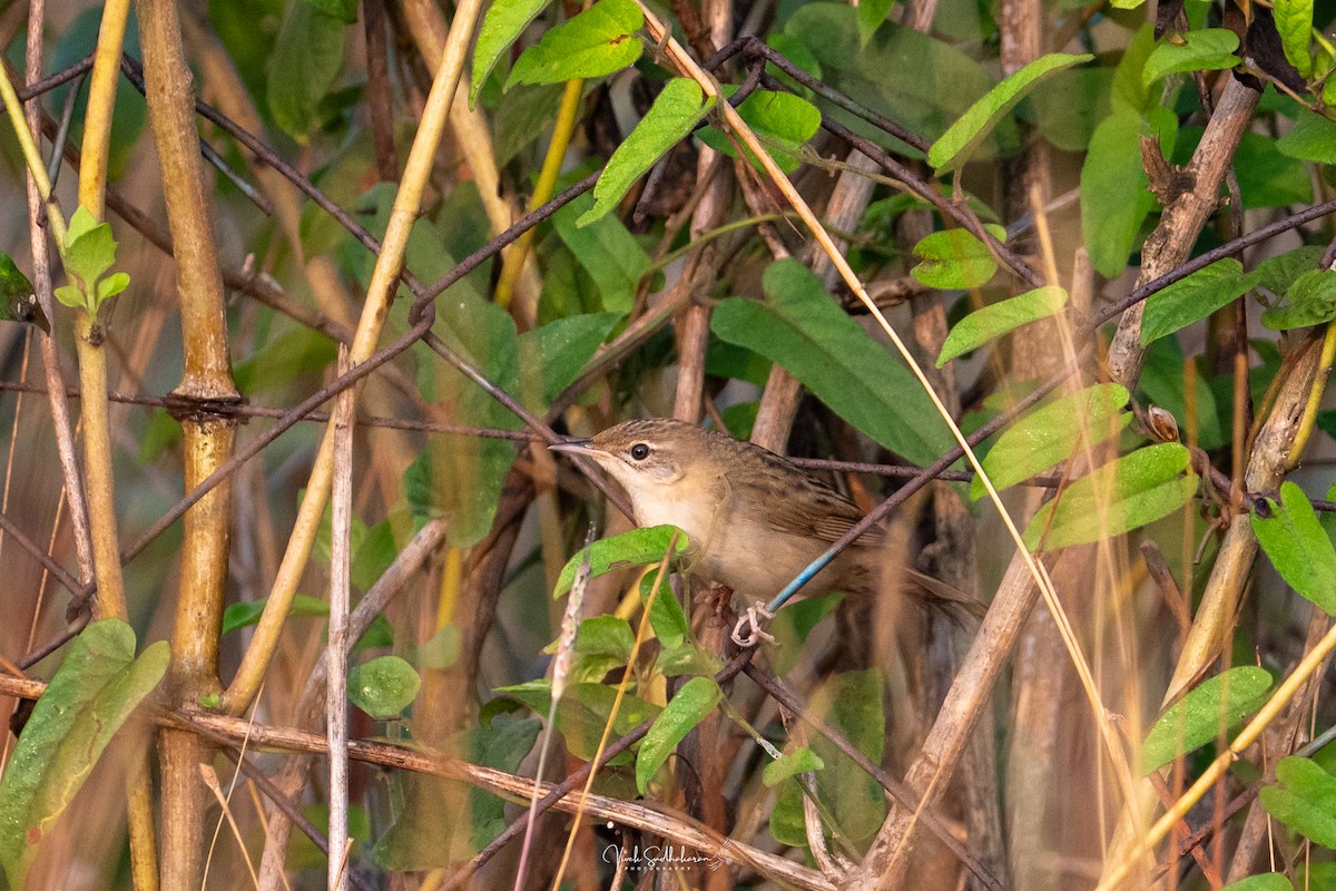 Feldschwirl - ML650126803