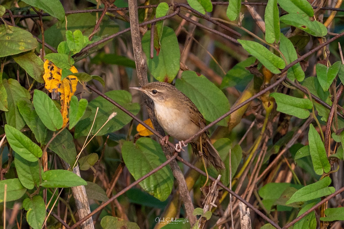 Feldschwirl - ML650126804