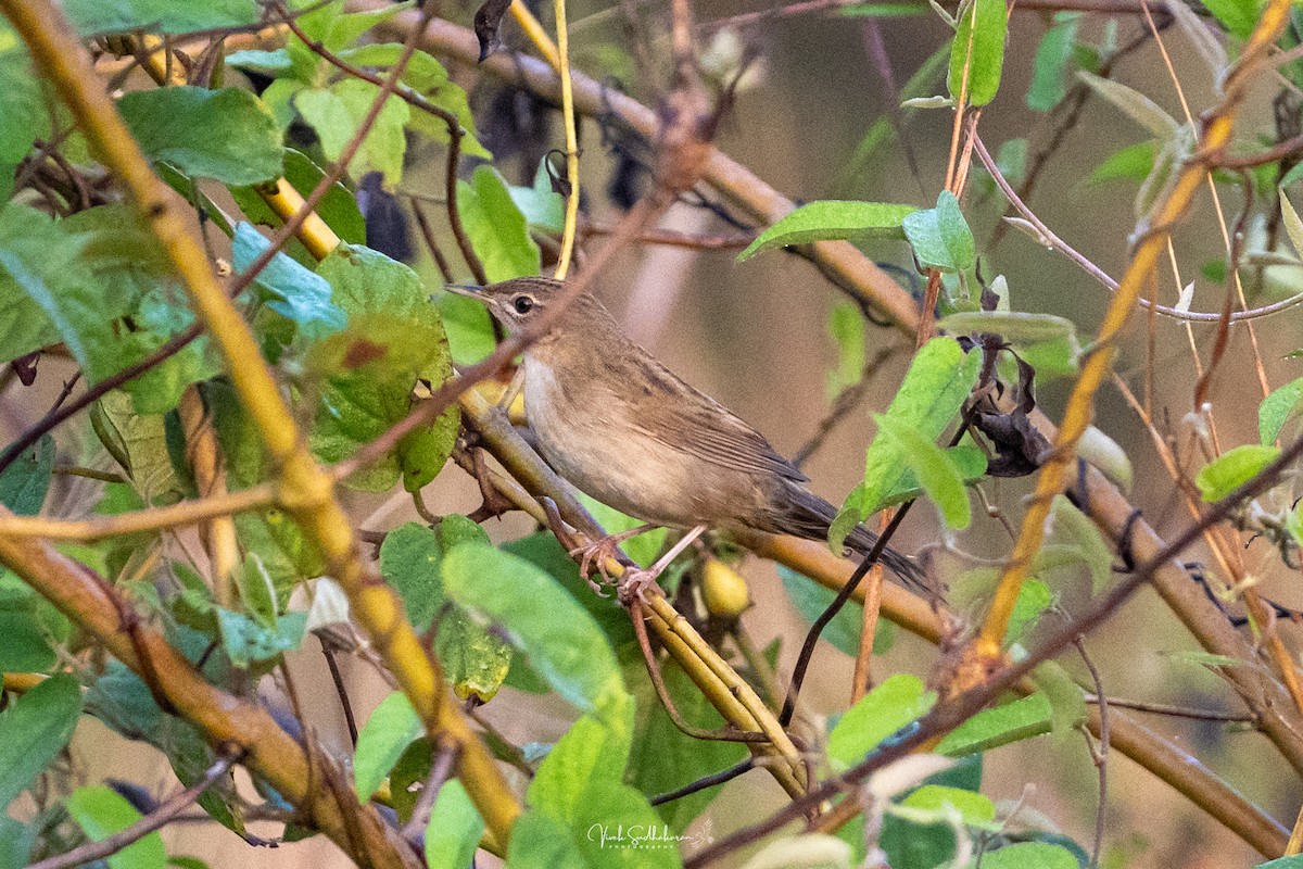 Feldschwirl - ML650126806