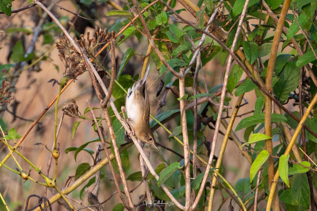 Feldschwirl - ML650126807