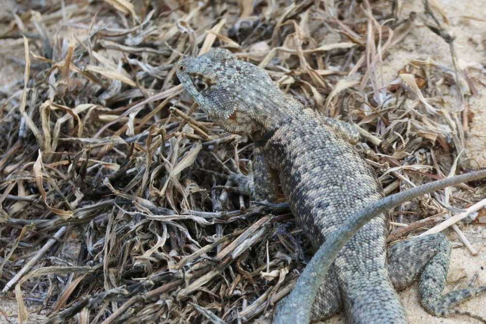 Tropidure à collier - ML650126815