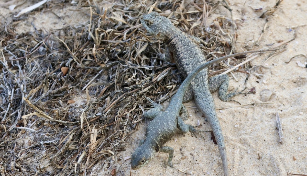 Tropidure à collier - ML650126816