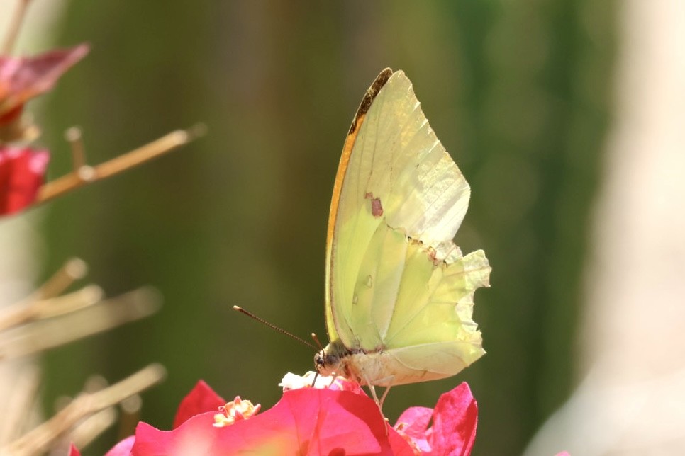 Orangetip Angled-Sulphur - ML650126817