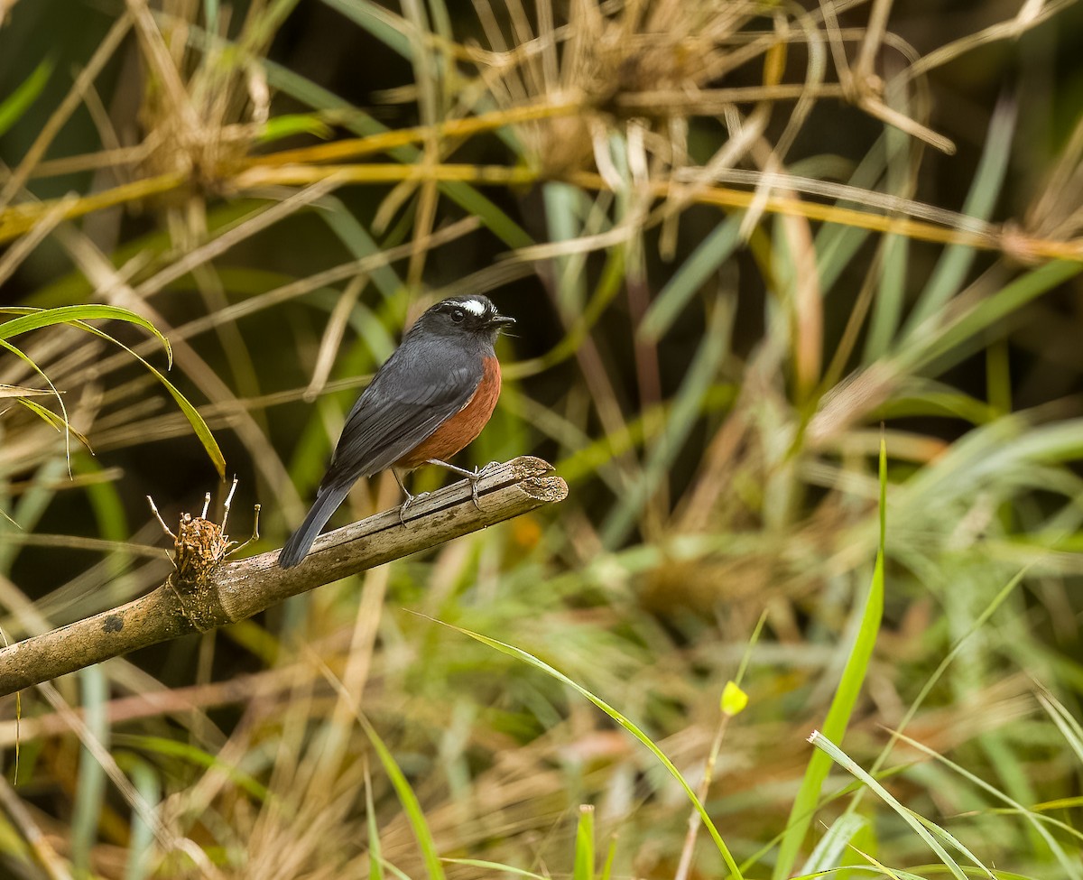 Chestnut-bellied Chat-Tyrant - ML650126925