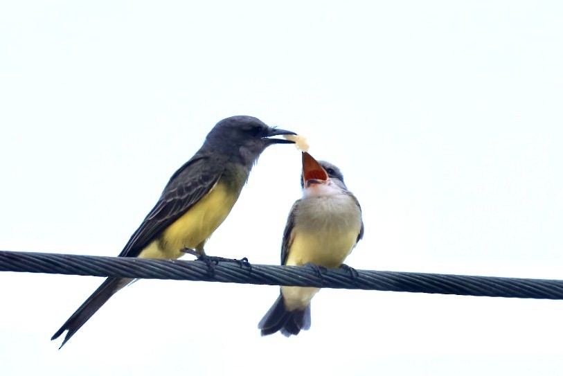 Tyran mélancolique - ML650127047